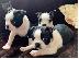 PoulaTo: Boston terrier